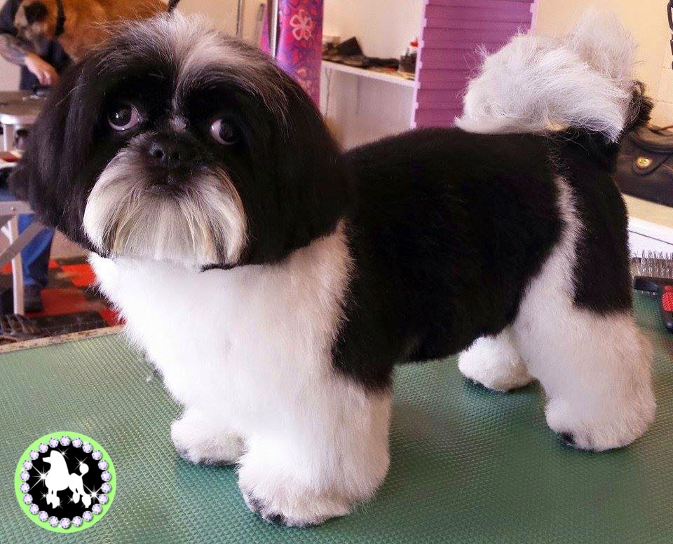 Shih Tzu Dog Groom Before and After Photos Tamworth Dog Grooming