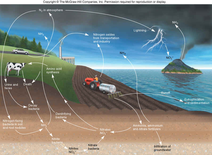 Dunianya Sari Daur Biogeokimia ( Gambar )