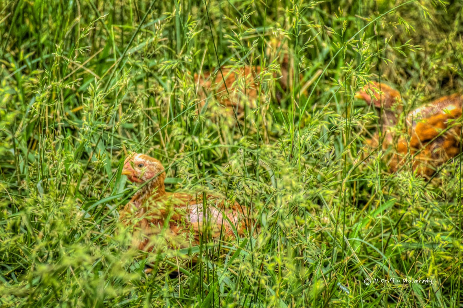 Rocky Hill Farm for Locally Grown FreeRange Chicken Our Eyes Upon