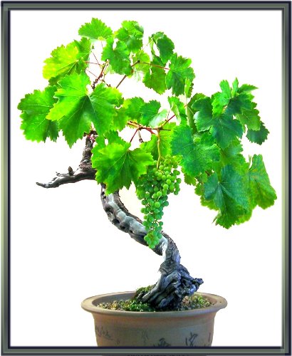 bonsai grape