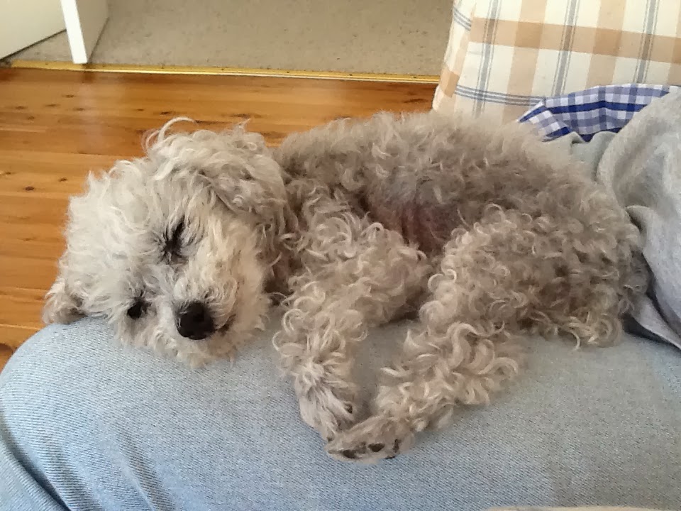 Granton Creek Goldendoodles July 2016