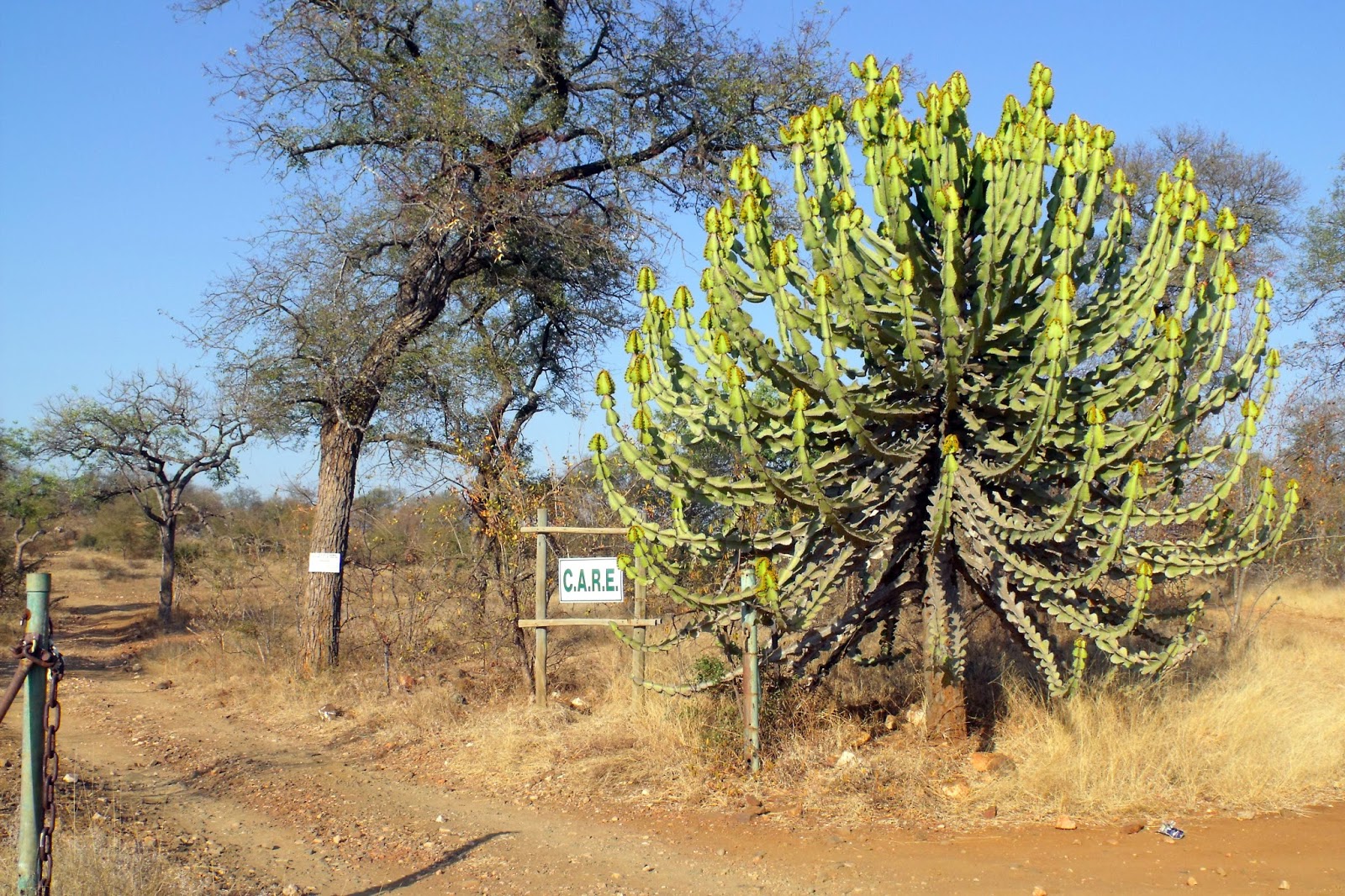 Chasing Jessie to C.A.R.E.