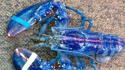 Blue lobster caught by Nova Scotia fisherman sold on Kijiji.