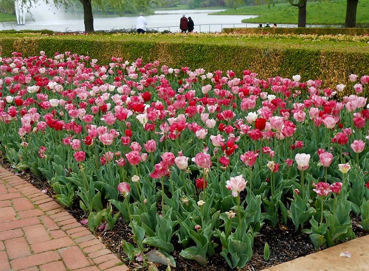 My Virtual Garden Tulips in Chicago