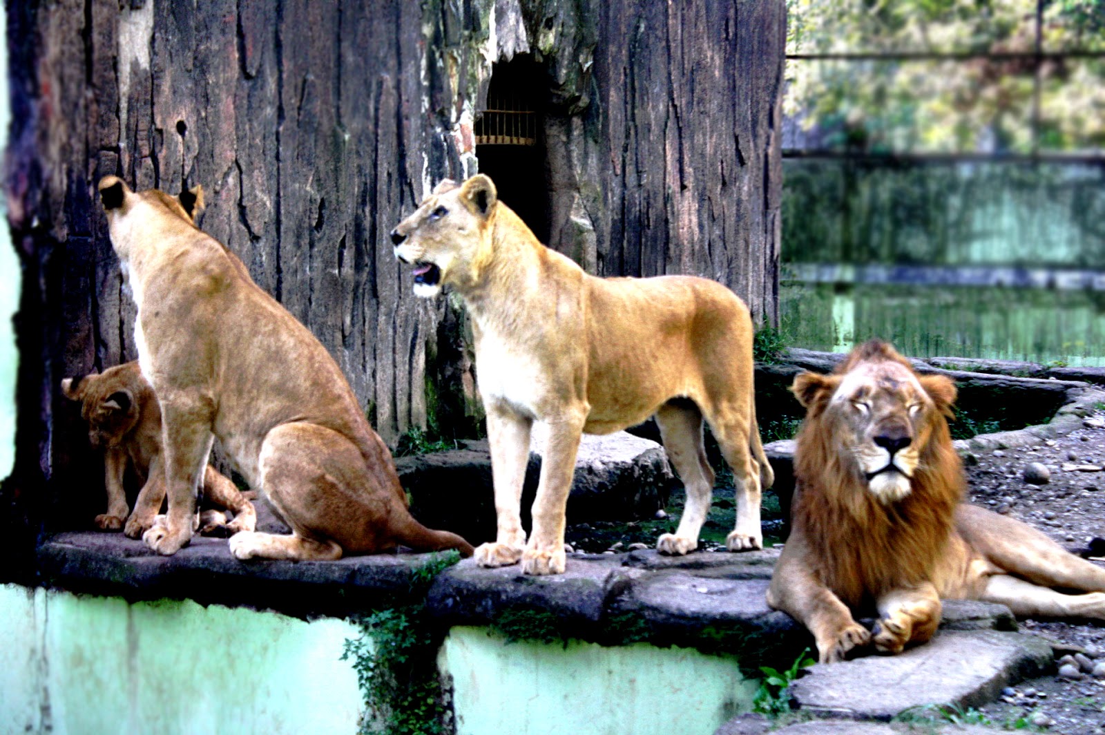 kebun binatang di jawa tengah