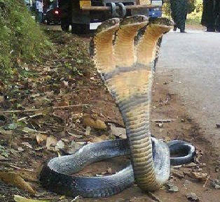 Unbelievable Things: 3 Headed Snake