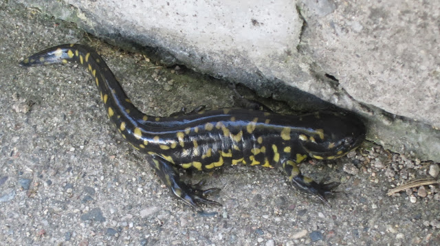 black and yellow spotted salamander