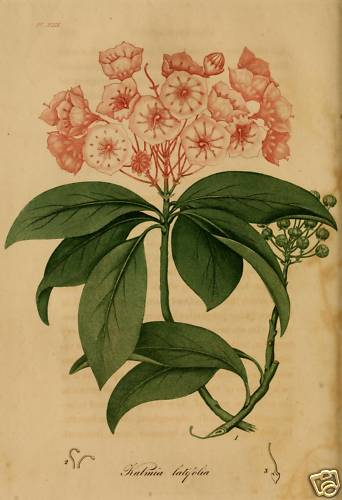 Vintage Botanical Print