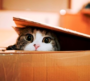 kucing-maru-box.jpg