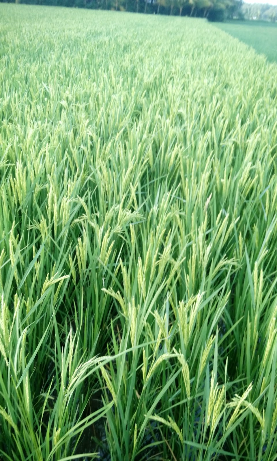 SIMPLY BUSINESS STAND ASIDE HYBRID RICE, HERE COMES OPEN POLLINATED BSD300