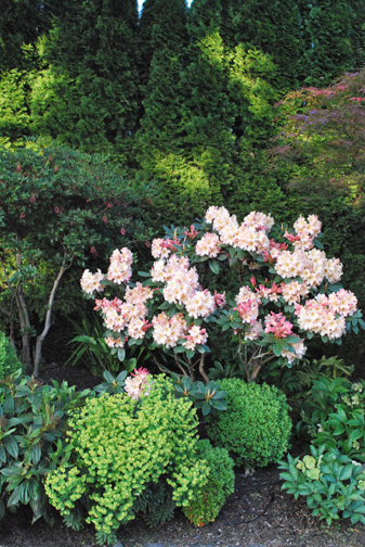 Roger Brook The No Dig Gardener Sudden Shrub Death Why Has My