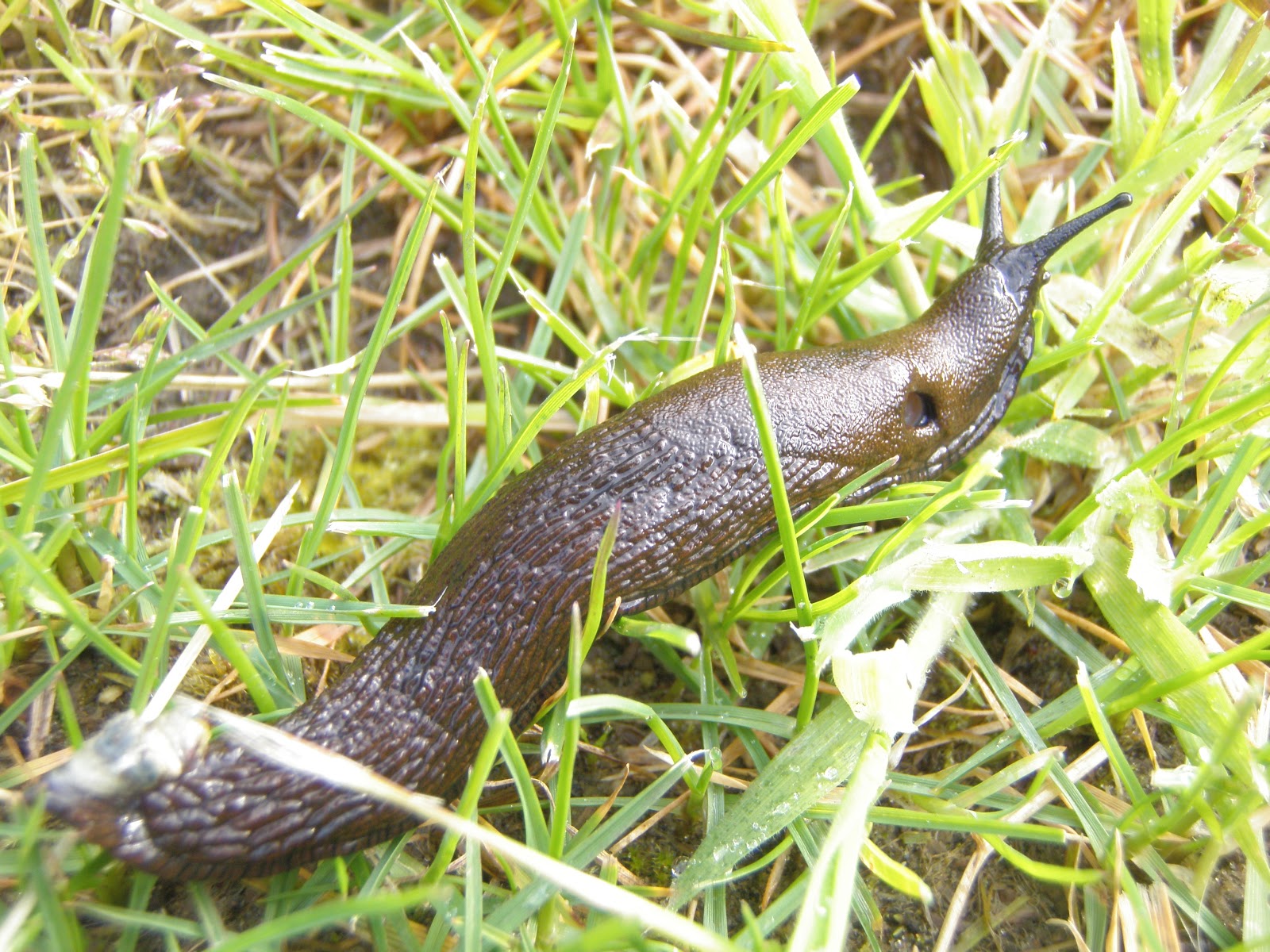 Slugs In Oregon