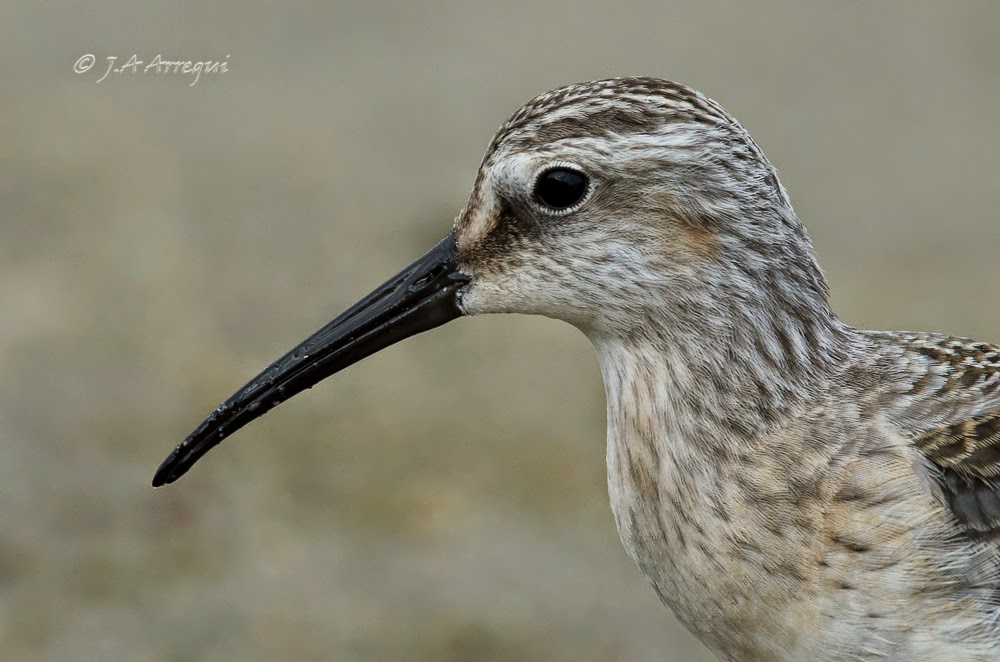 correlimos zarapitin, Calidris ferruginea, Curlew Sandpiper correlimos zarapitin, Calidris ferruginea, Curlew Sandpiper