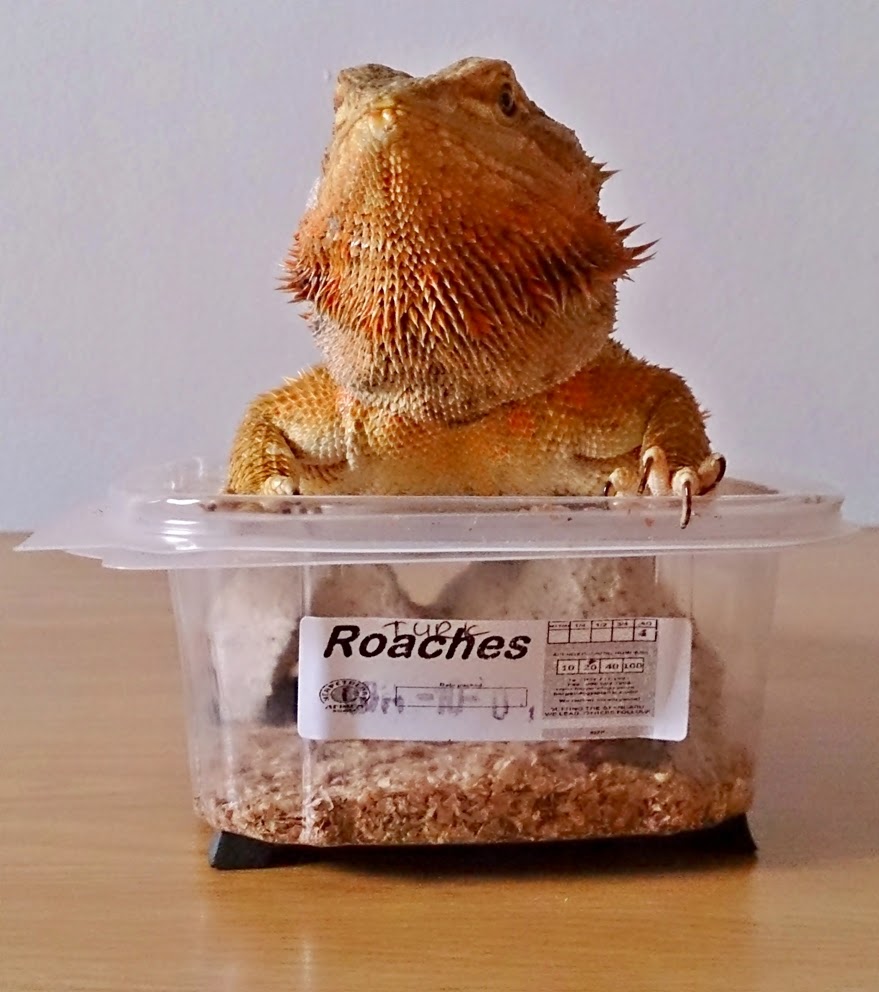 Bearded Dragon Care Bearded Dragon Diet