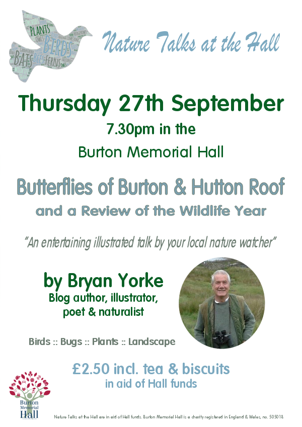 Butterflies of Hutton Roof and catch up