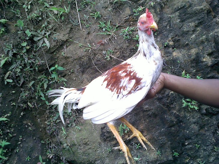 pollo canaguey propiedad de la cuerda 19