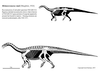 Melanorosaurus