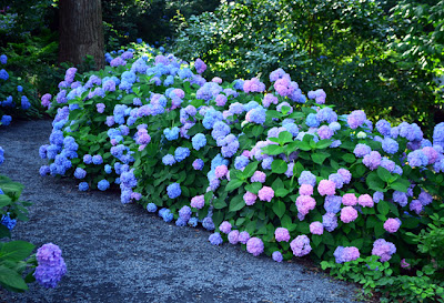 Hydrangea at the Atlanta Botanical Garden