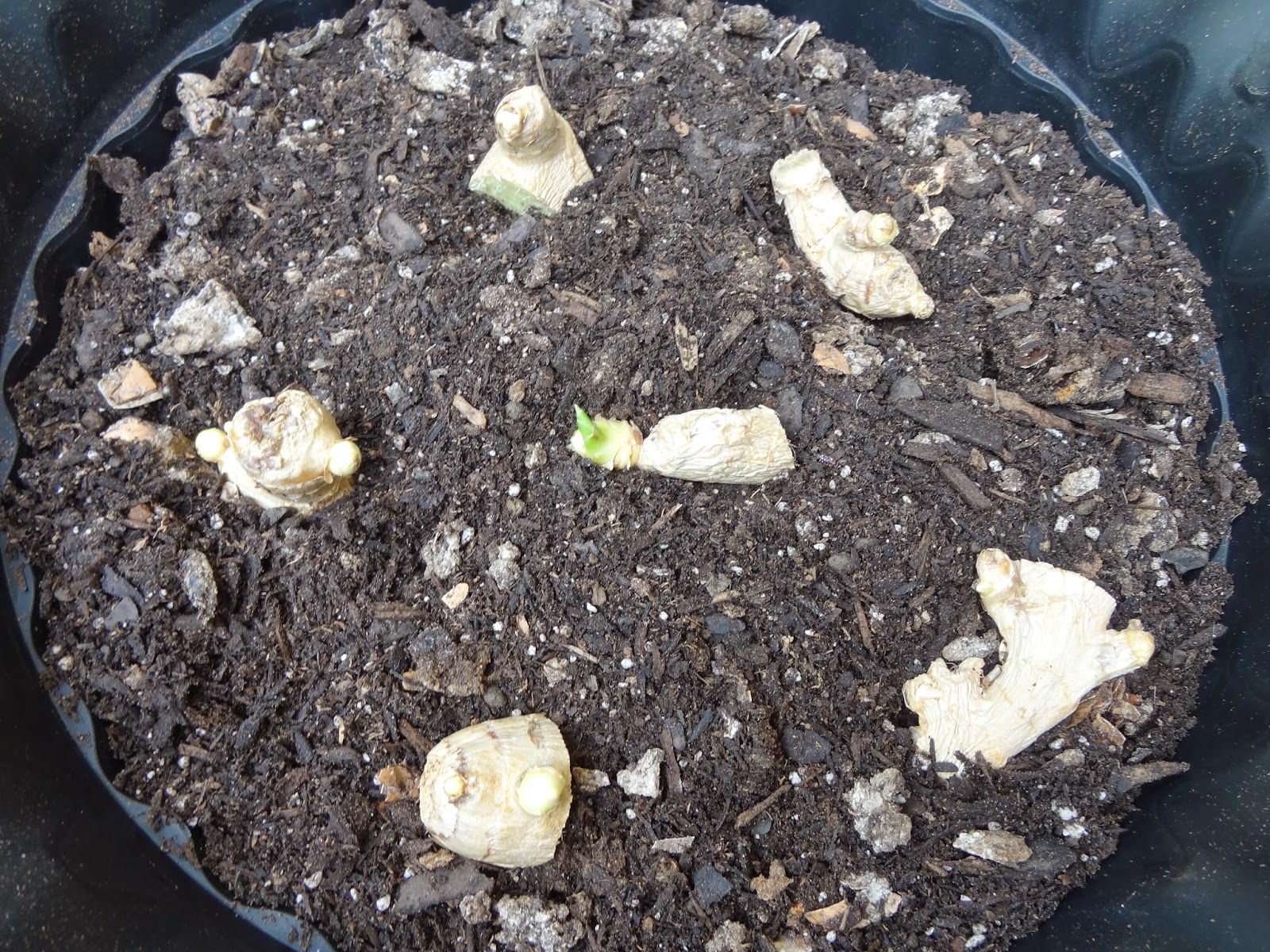 Rebecca's Texas Garden How to Plant Ginger