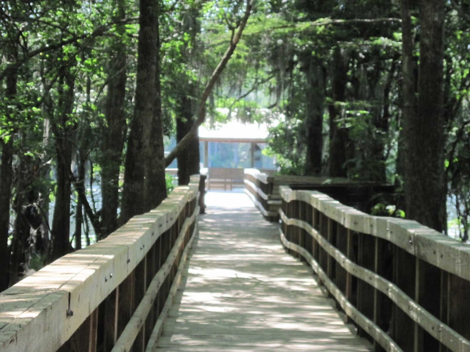 Spring Trip 2011: Manatee Springs State Park, Chiefland, Florida