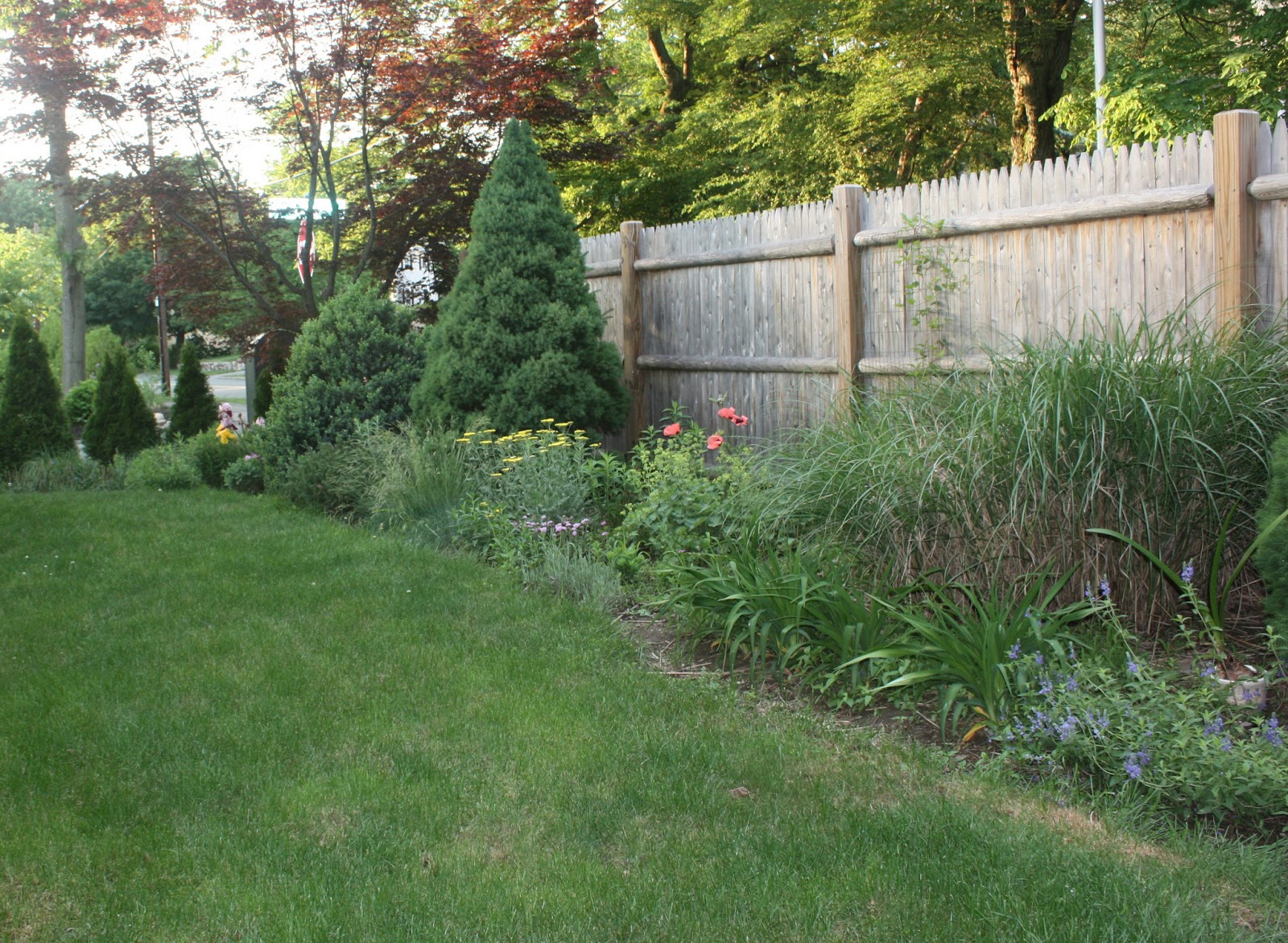 Co Horts Plant This Not That Russian Sage Edition