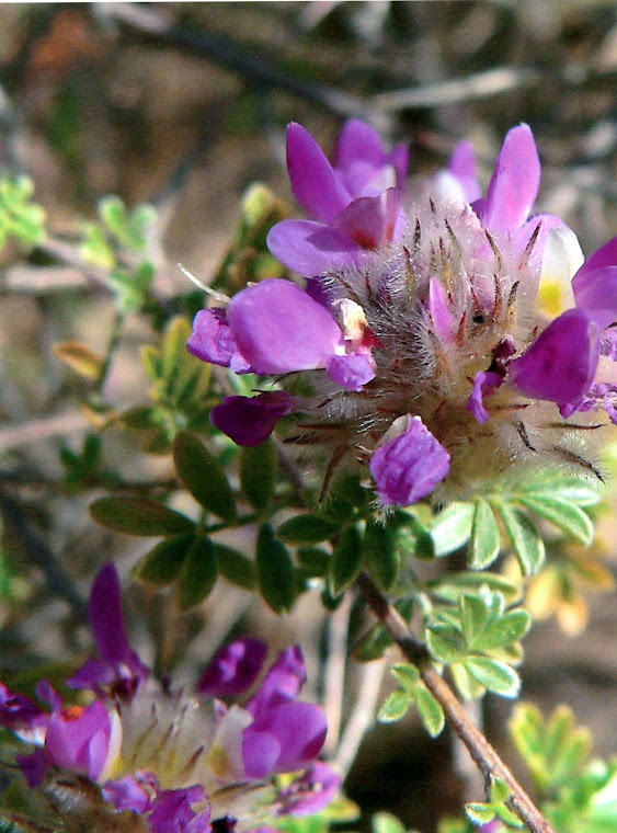 dalea pulchra