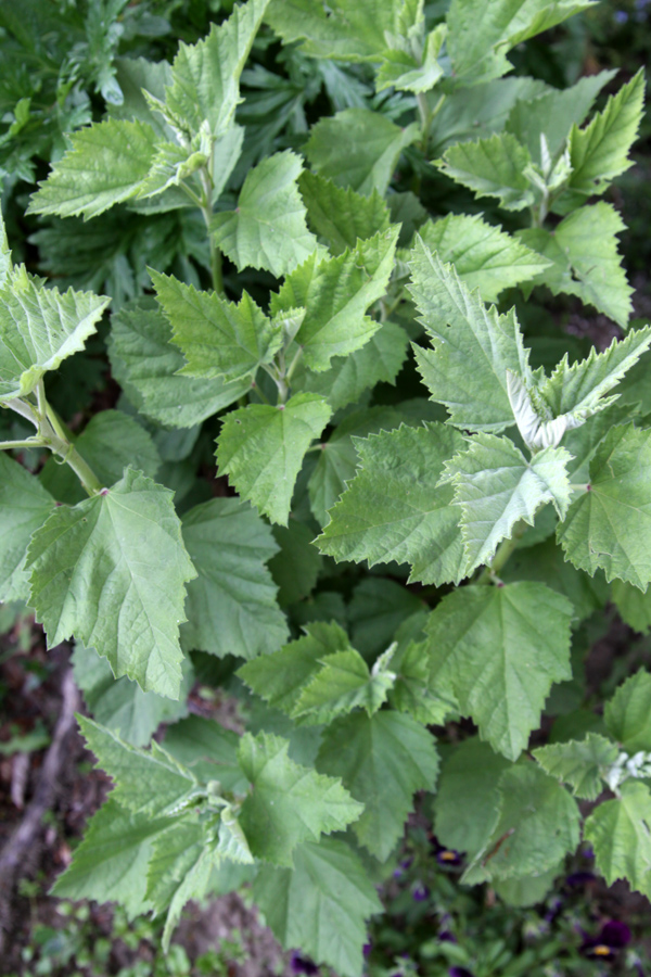 Healing Weeds Marshmallow