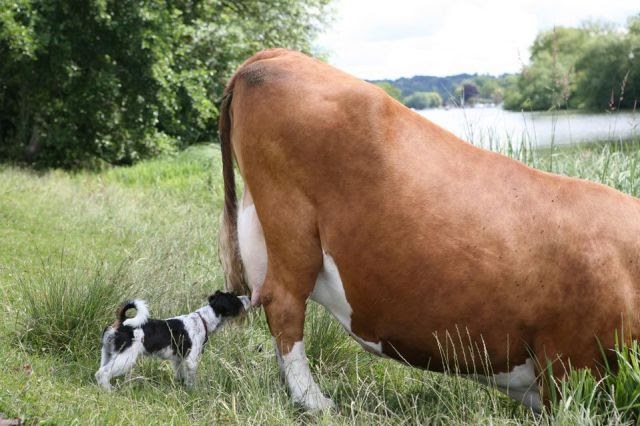 SUMPFNOODLE Hund trinkt Milch direkt ab Erzeuger