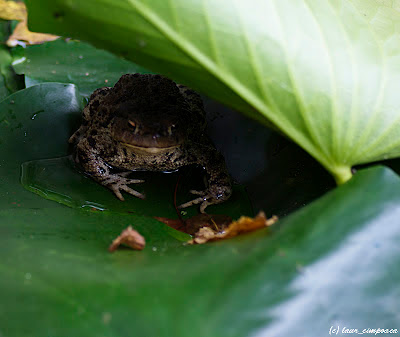 broasca frog Froschlurche Anura Βάτραχος