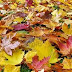 L'automne.Poezii in limba franceza despre toamna