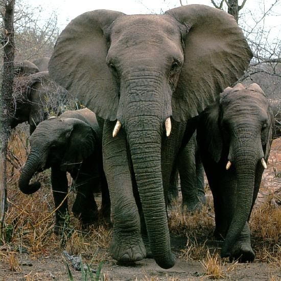 Encyclopedia of wild dangerous Animals Dangerous Elephants