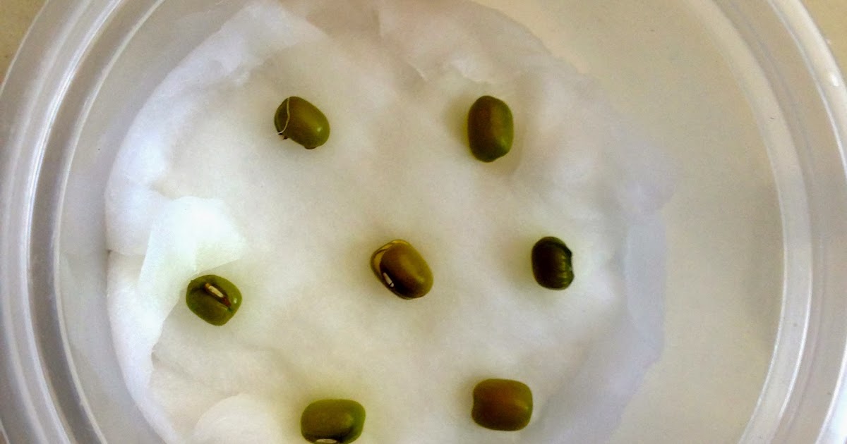 Enriching Young Lives The Mongo Seed Experiment