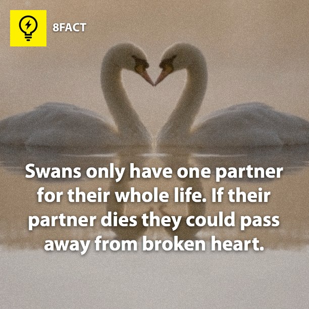 Swans only have one partner for their whole life. If their partner dies