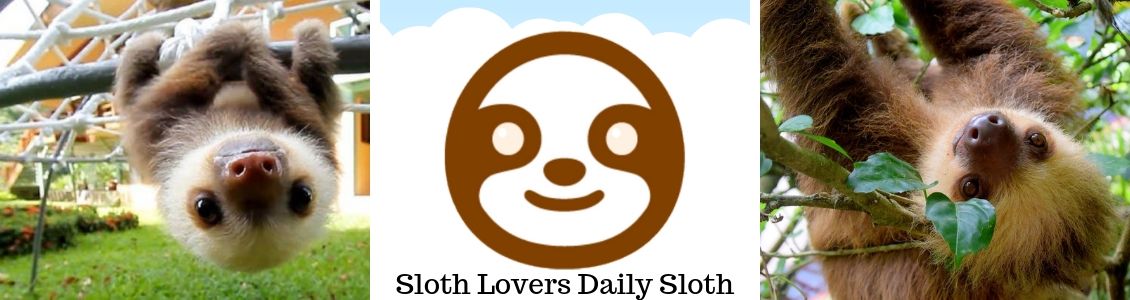 Sloth Lovers Daily Sloth