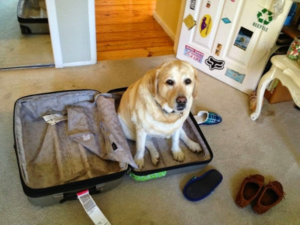 anjing dan kucing di koper