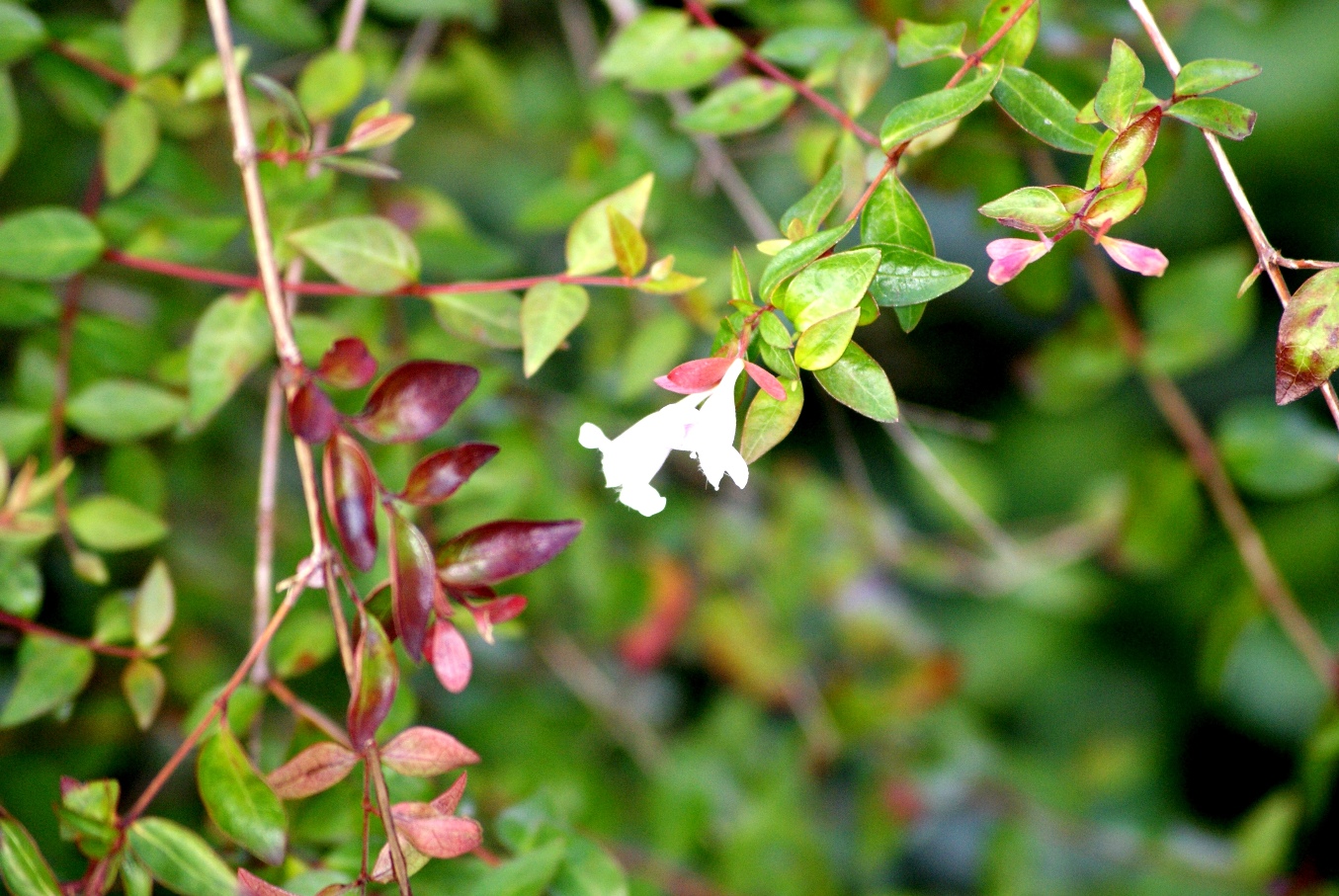 Garden Of Aaron Two Shots From Bernheim Arboretum Abelia And A