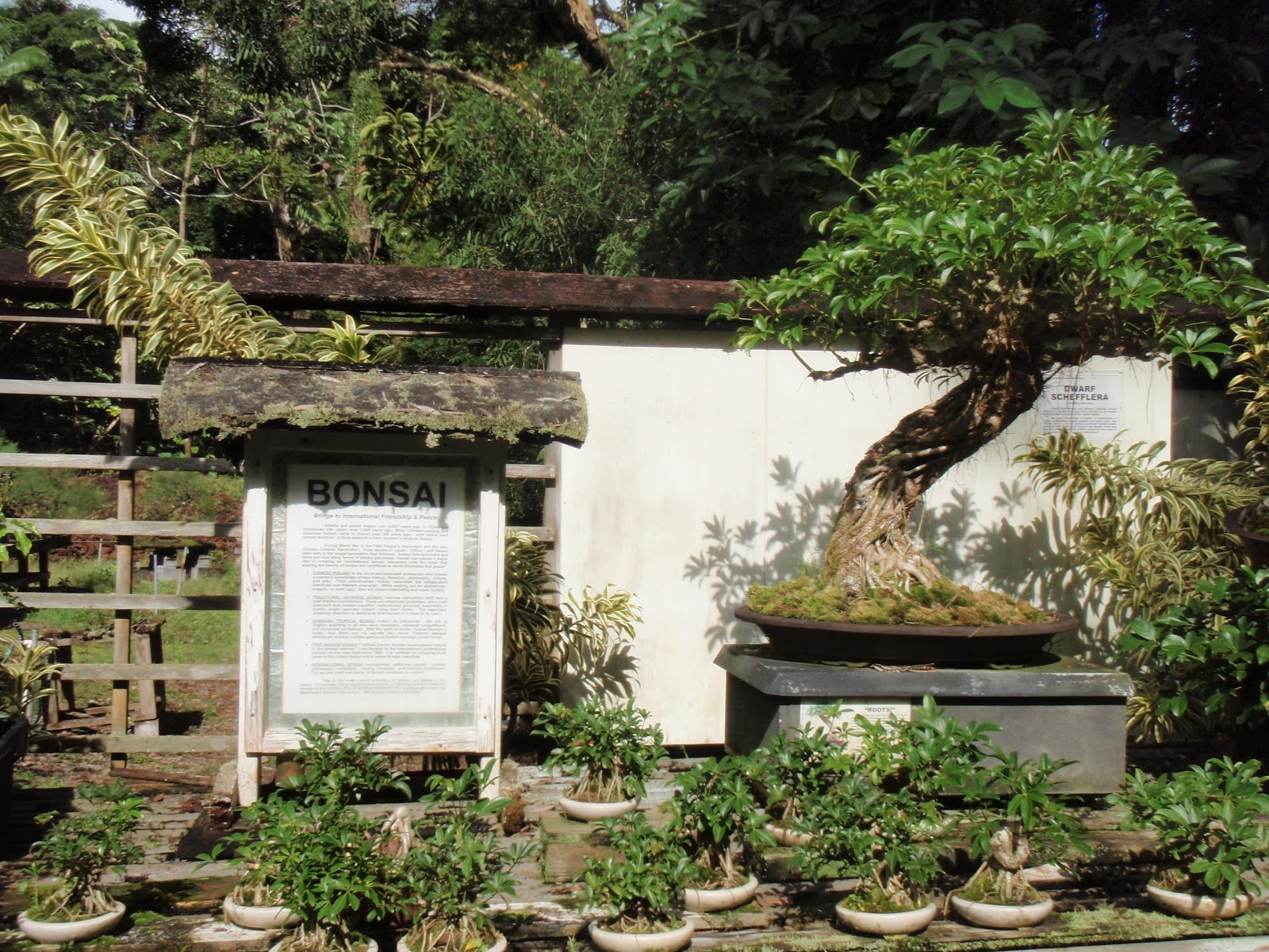 Sproutrageous! Big Island Bonsai