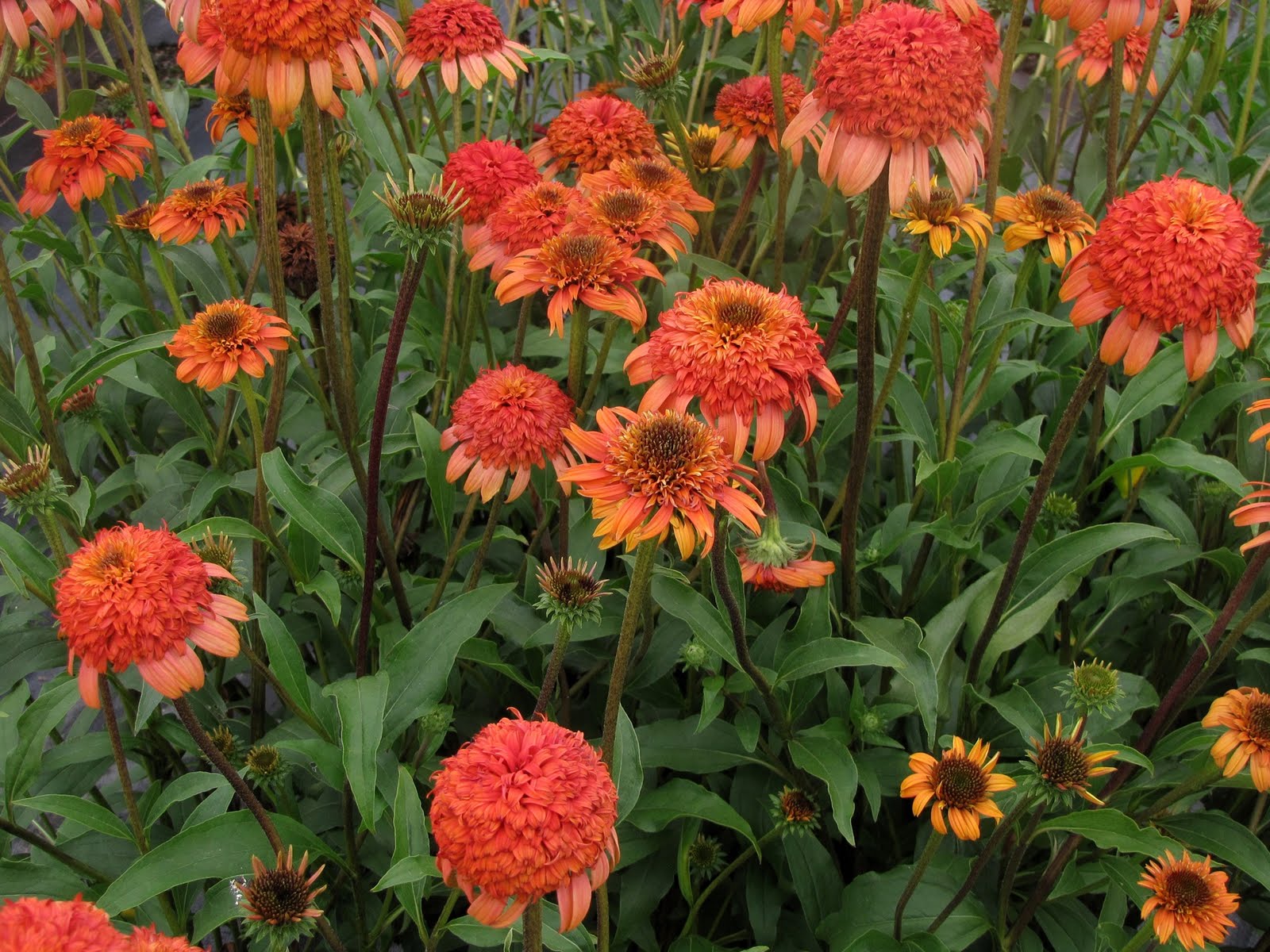 coneflower coneflower
