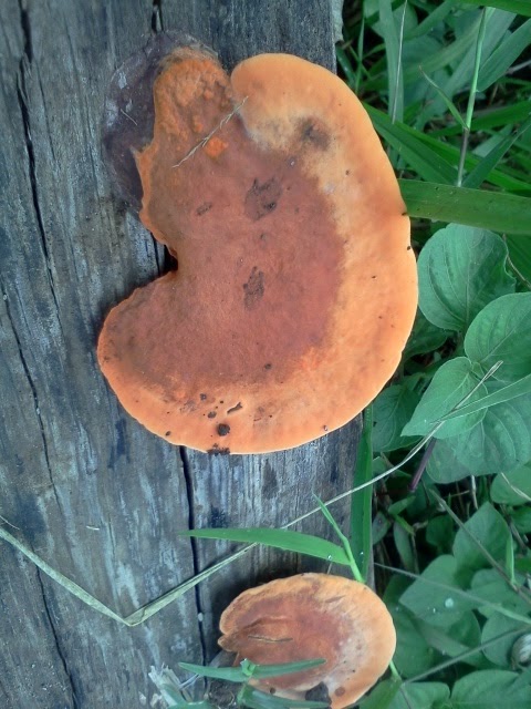 Sundul Langit: Foto Jamur Tumbuh di Kayu Lapuk