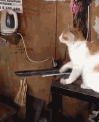 Funny cats - part 96 (40 pics + 10 gifs), cat gifs, cat shakes human hand