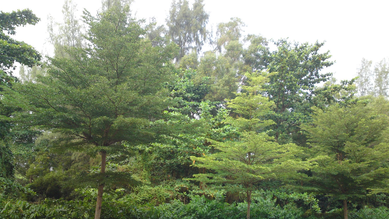 Geography Assignment ! Tropical Rainforest