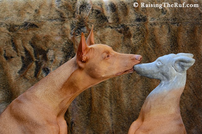 dog statue turned to stone with a dog kiss