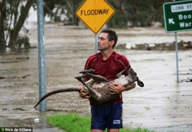 #15. A brave animal lover saved this baby kangoroo’s life from an unforgiving flood in Ipswich, Australia. - 24 Happy Animal Photos Made Possible By The People Who Saved Them. #15. A brave animal lover saved this baby kangoroo’s life from an unforgiving flood in Ipswich, Australia. - 24 Happy Animal Photos Made Possible By The People Who Saved Them.
