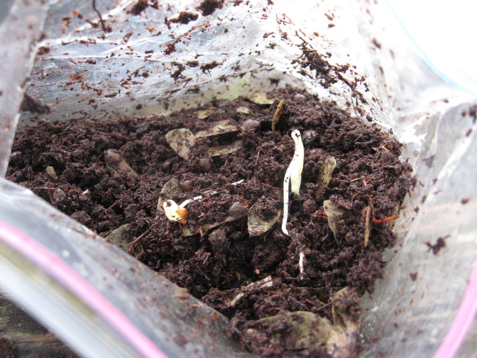Bonsai Beginnings Bonsai Begins With a Seed