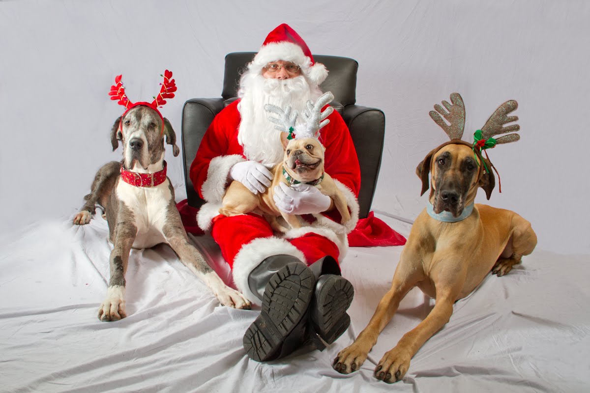 Life With Big Dogs! Pictures With Santa