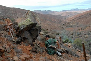 perros en fuerteventura fuente ayuntamiento de pajara