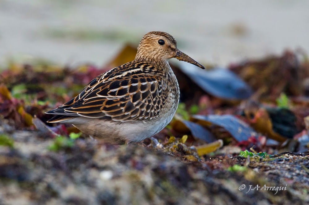 Correlimos pectoral, Calidris melanotos, Pectoral Sandpiper Correlimos pectoral, Calidris melanotos, Pectoral Sandpiper