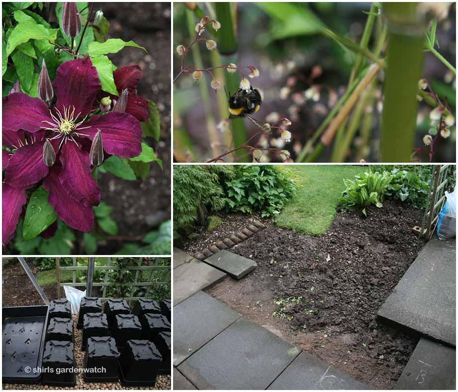 Black Knight Butterfly Bush Finegardening