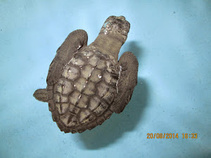 A Baby turtle in the ""Turtle conservation aquarium pond".
