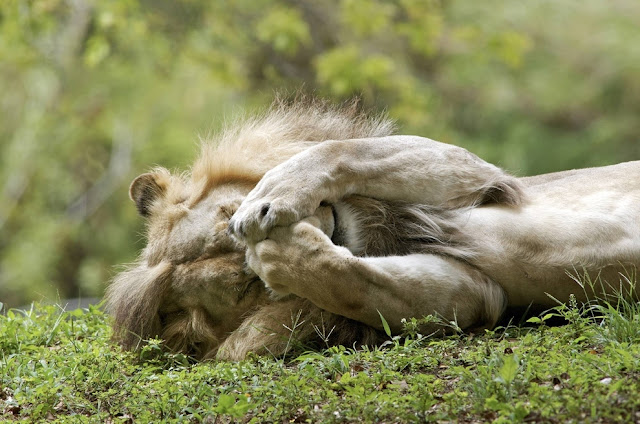 sleeping lion gets woken by a fly, sleeping lion, funny lion